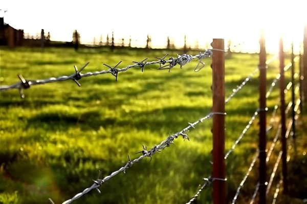 Galvanized Barbed Wire