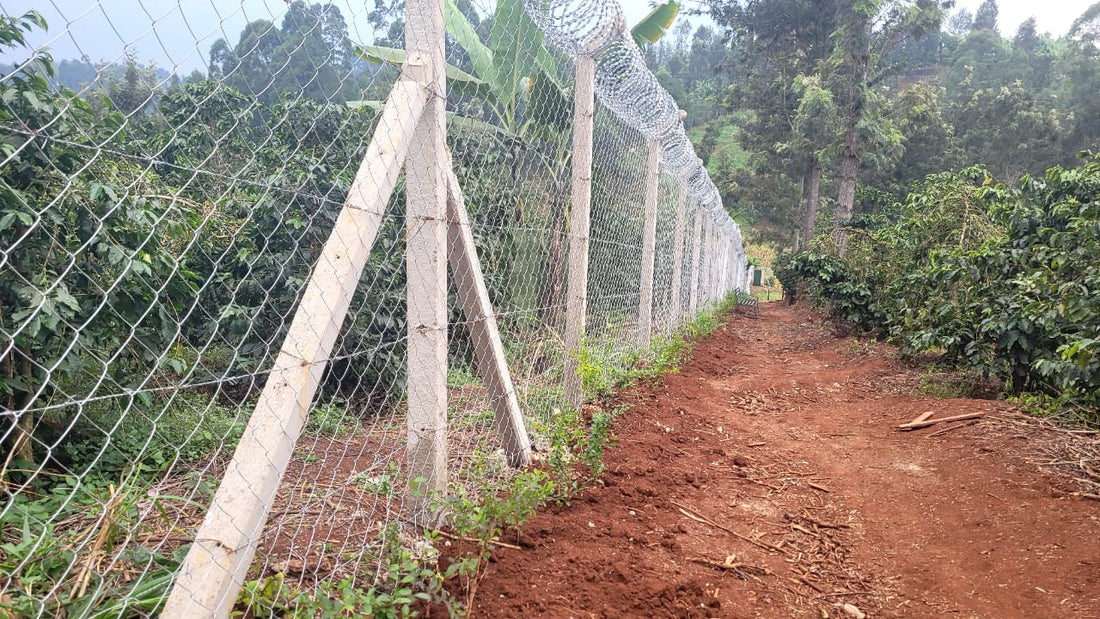 Heavy gauge chainlink fence installed on a coffee farm in Murang'a Kenya