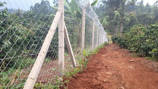 Heavy gauge chainlink fence installed on a coffee farm in Murang'a Kenya