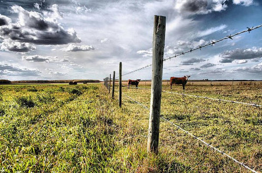 Galvanized Barbed Wire